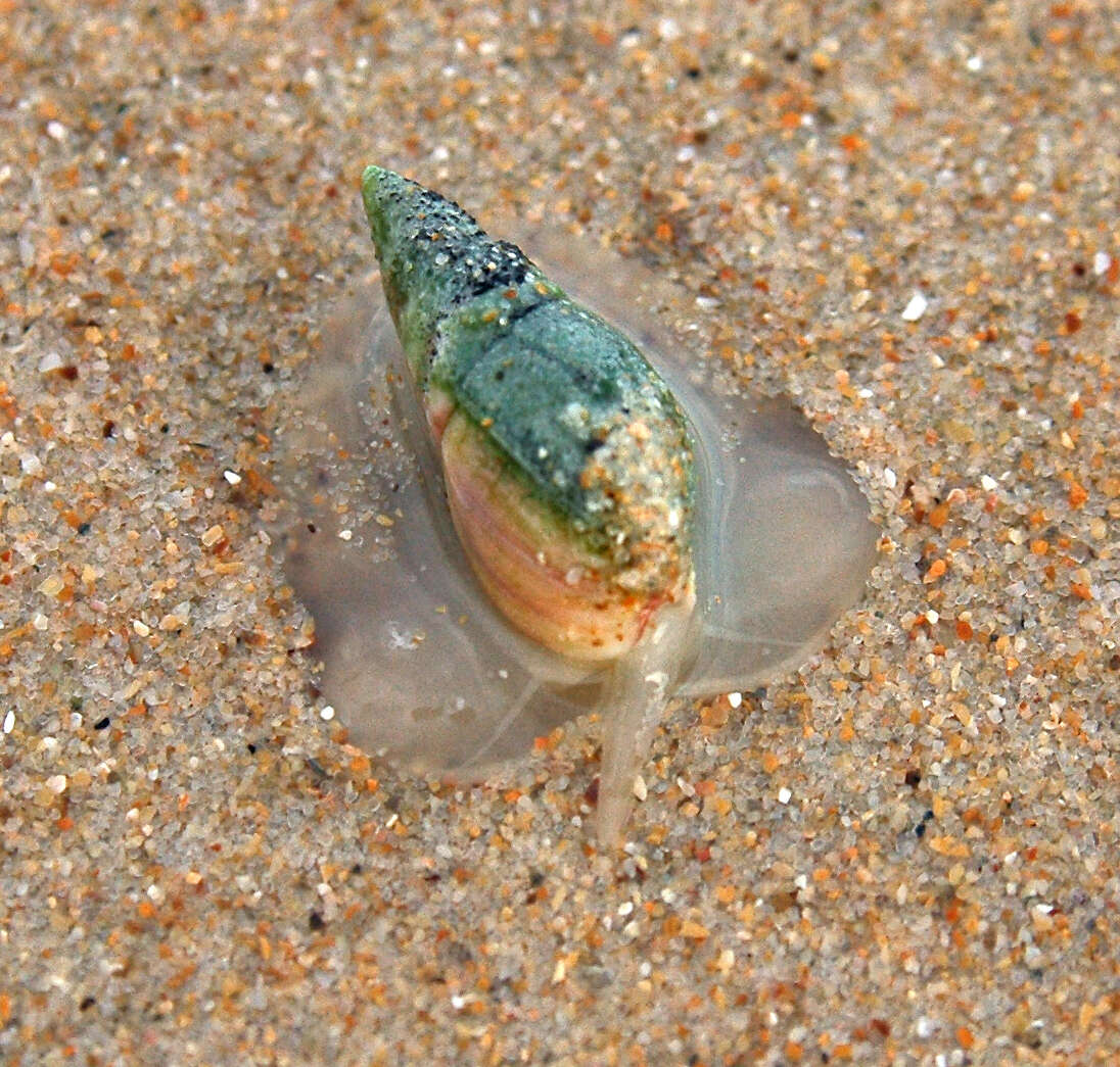 Image of finger plough shell