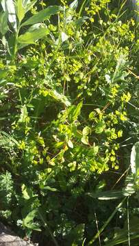 Image of Upright Spurge