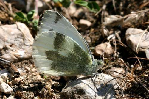 Imagem de Pieris krueperi Staudinger 1860