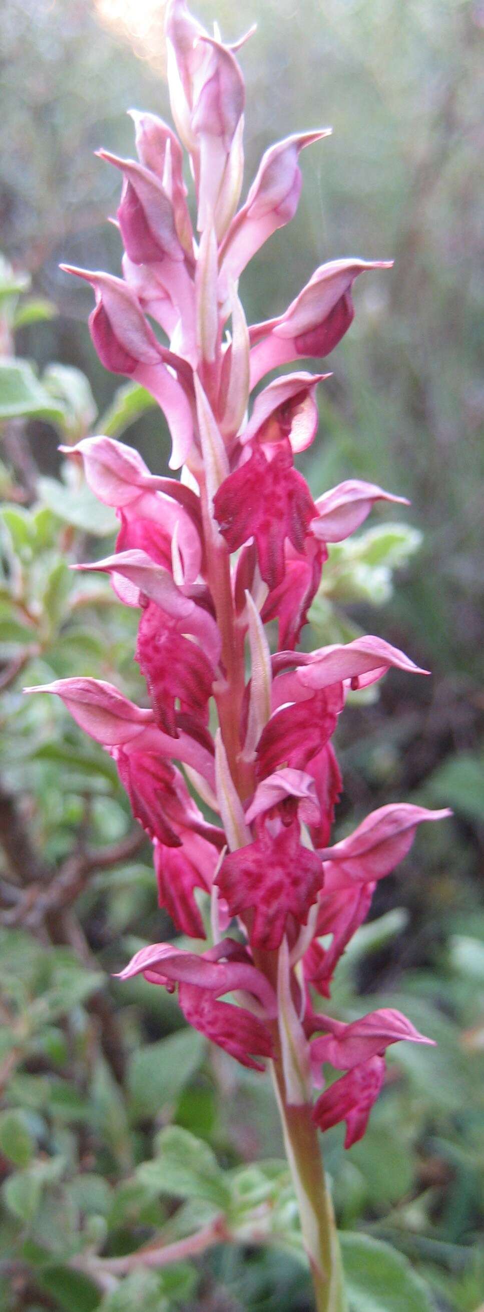 Image of Anacamptis sancta (L.) R. M. Bateman, Pridgeon & M. W. Chase