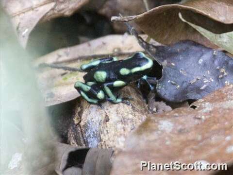 Image de Dendrobate doré