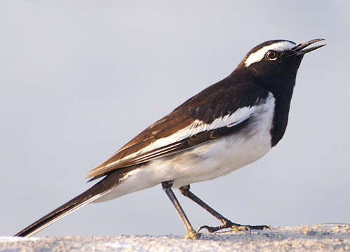 Image of White-browed Wagtail