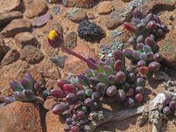 Image of Curio repens (L.) P. V. Heath