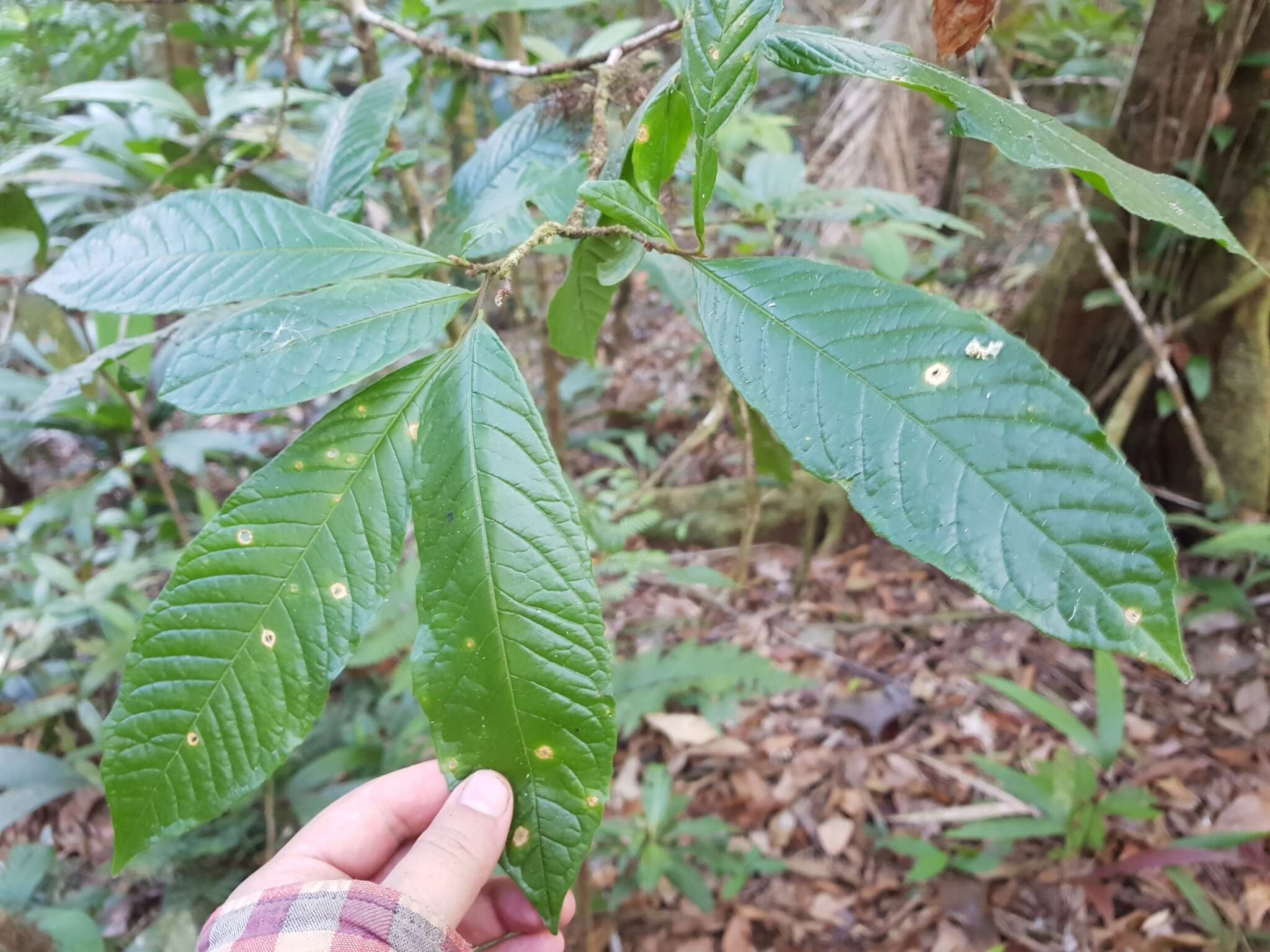 Couratari guianensis Aubl.的圖片