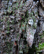 Image of dotted lichen