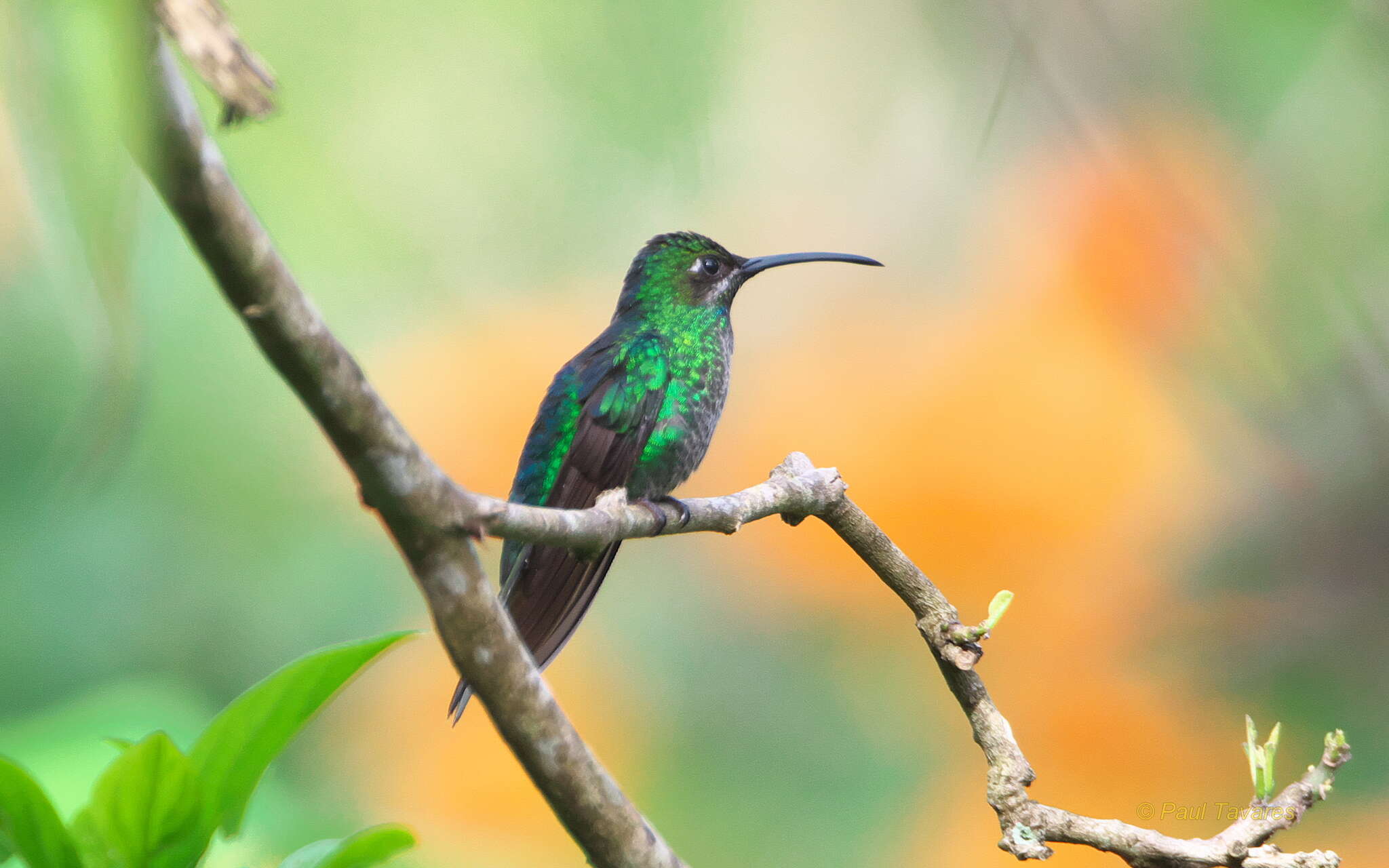 Image of White-tailed Sabrewing