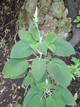 Sideritis macrostachyos Poir.的圖片