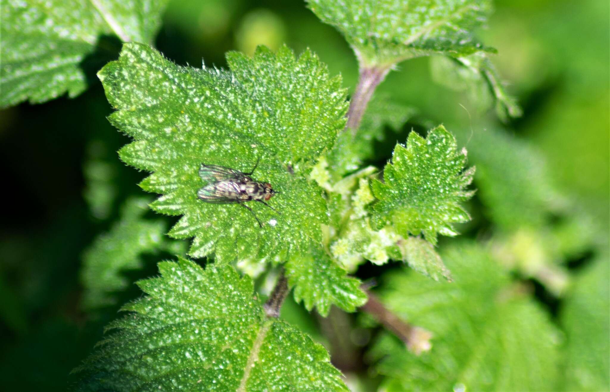 Image of Limnophora maculosa (Meigen 1826)