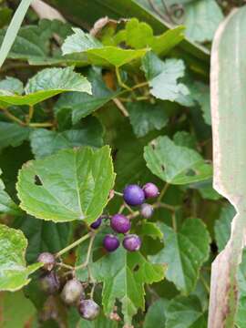 Imagem de Ampelopsis heterophylla var. brevipedunculata (Maxim. ex Trautv.) C. L. Li