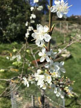 Prunus domestica subsp. domestica resmi