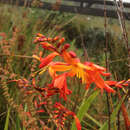 Crocosmia crocosmiiflora (Lemoine) N. E. Br. resmi