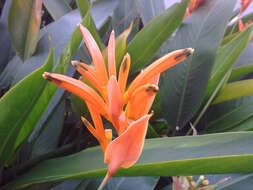 Image de Heliconia psittacorum L. fil.