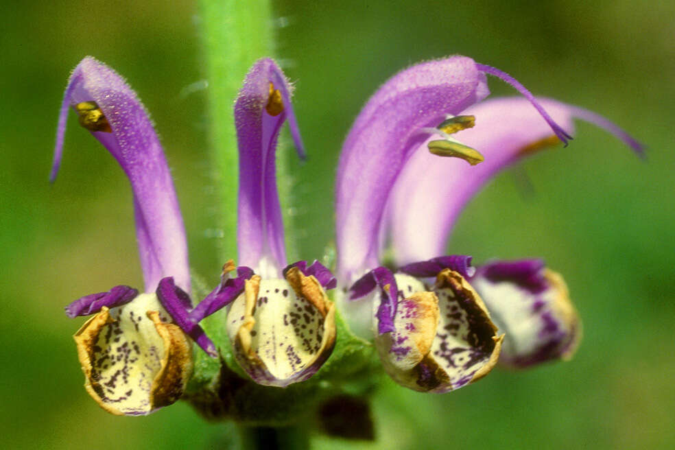 Image of Salvia indica L.