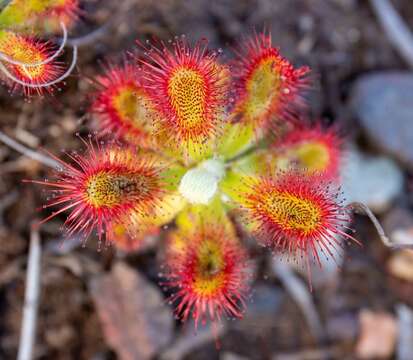 Image of Australian sundew