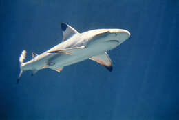 Image of Blacktip Reef Shark