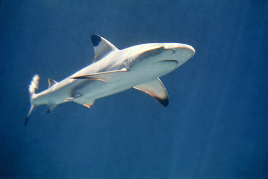 Image of Blacktip Reef Shark