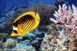 Image of Diagonal Butterflyfish