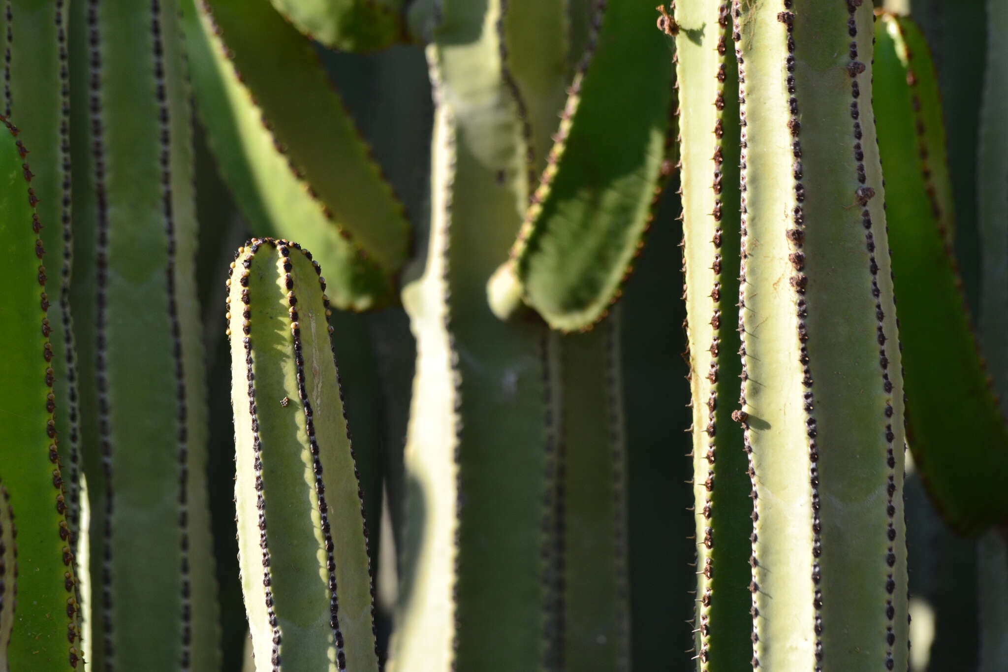 Imagem de Euphorbia canariensis L.