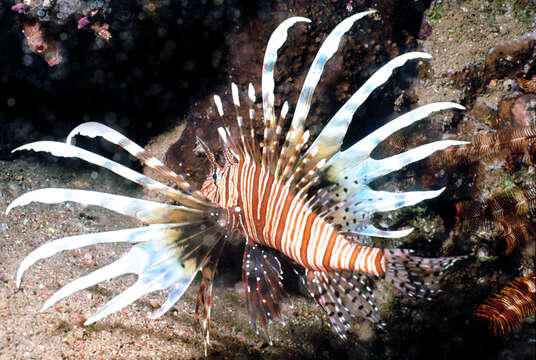 Слика од Pterois miles (Bennett 1828)