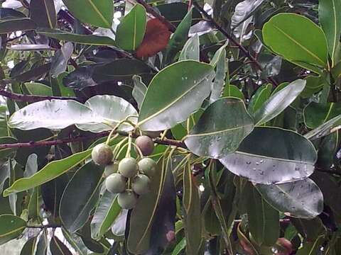 Image of Alexandrian Laurel