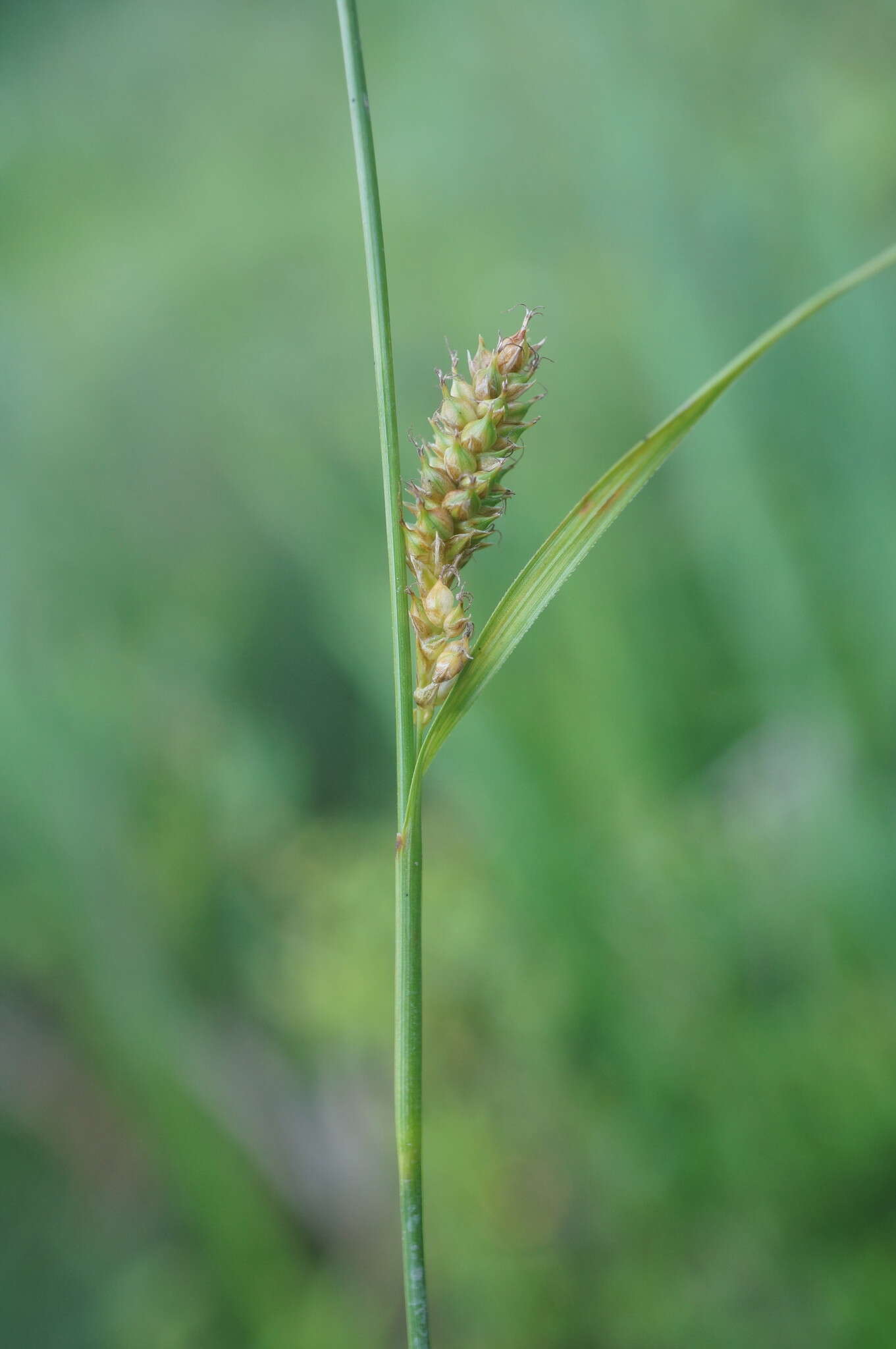Image of distant sedge