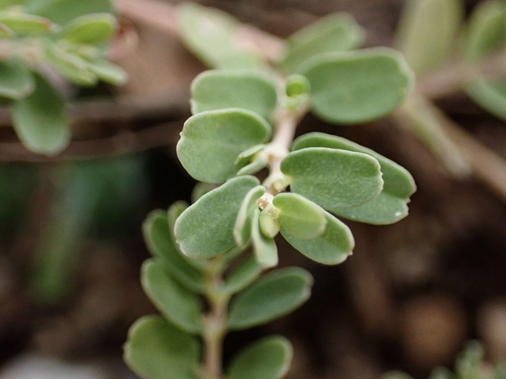 Imagem de Euphorbia taihsiensis (Chaw & Koutnik) Oudejans