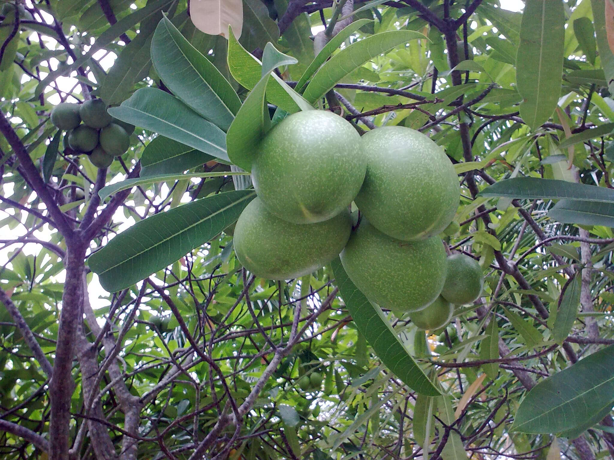 白花海杧果的圖片