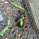 Image of Golden ground beetle