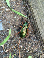 Imagem de Carabus (Tachypus) auratus Linnaeus 1760