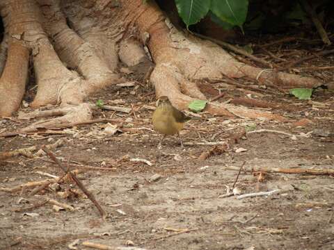 Imagem de Turdus grayi Bonaparte 1838