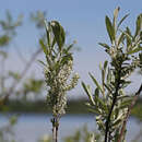 Слика од Salix candida Flüggé ex Willd.