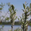 صورة Salix candida Flüggé ex Willd.