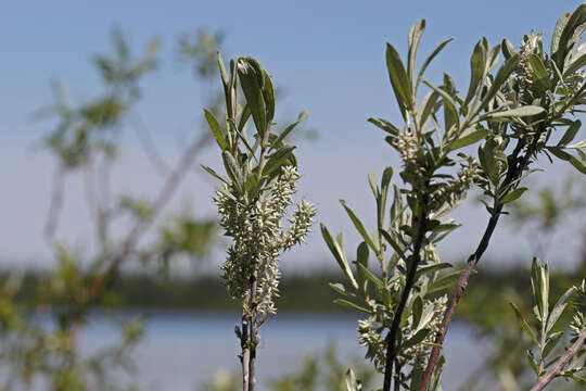 صورة Salix candida Flüggé ex Willd.