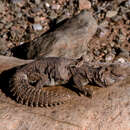 Plancia ëd Uromastyx nigriventris Rothschild & Hartert 1912