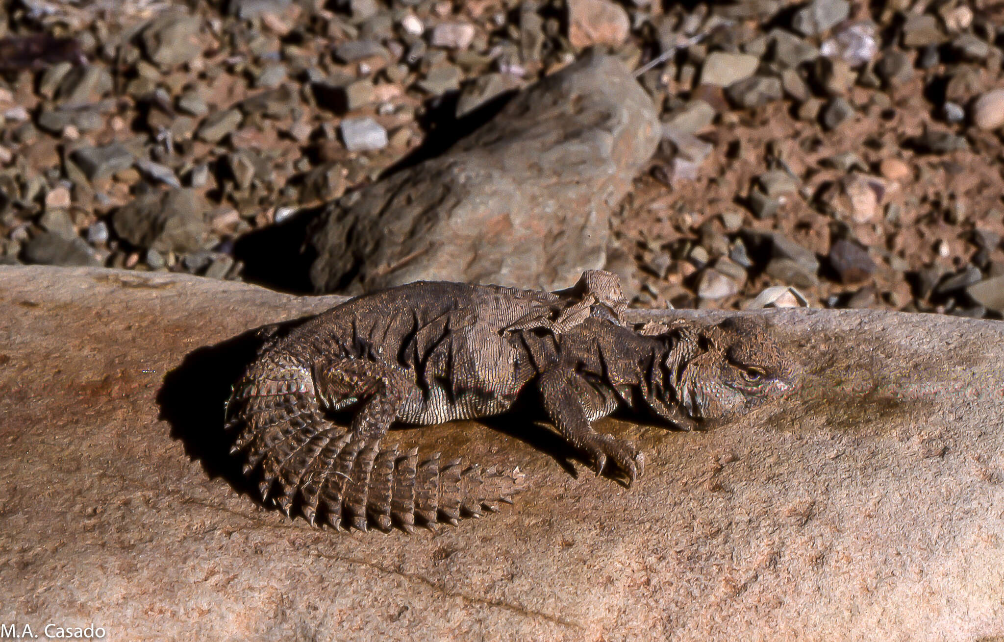 Image of Moroccan Spiny-tailed Lizard