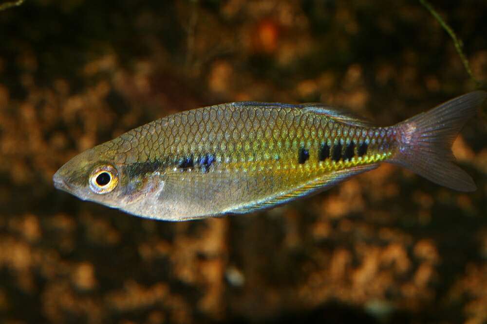 Image of Spotted Rainbowfish
