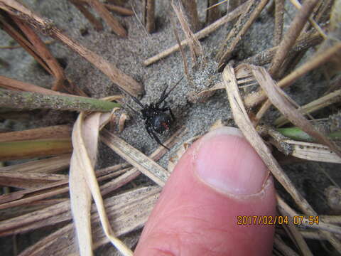 صورة Latrodectus katipo Powell 1871