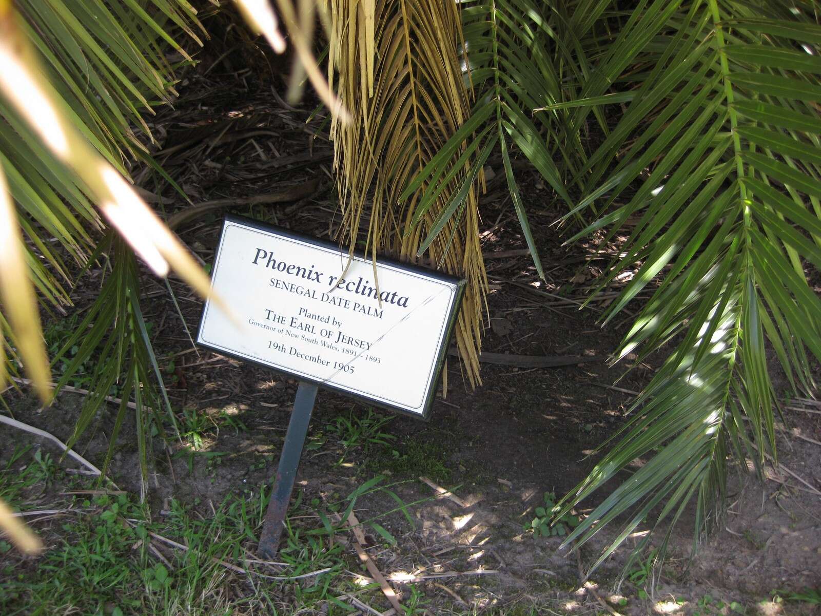 Image of Senegal date palm