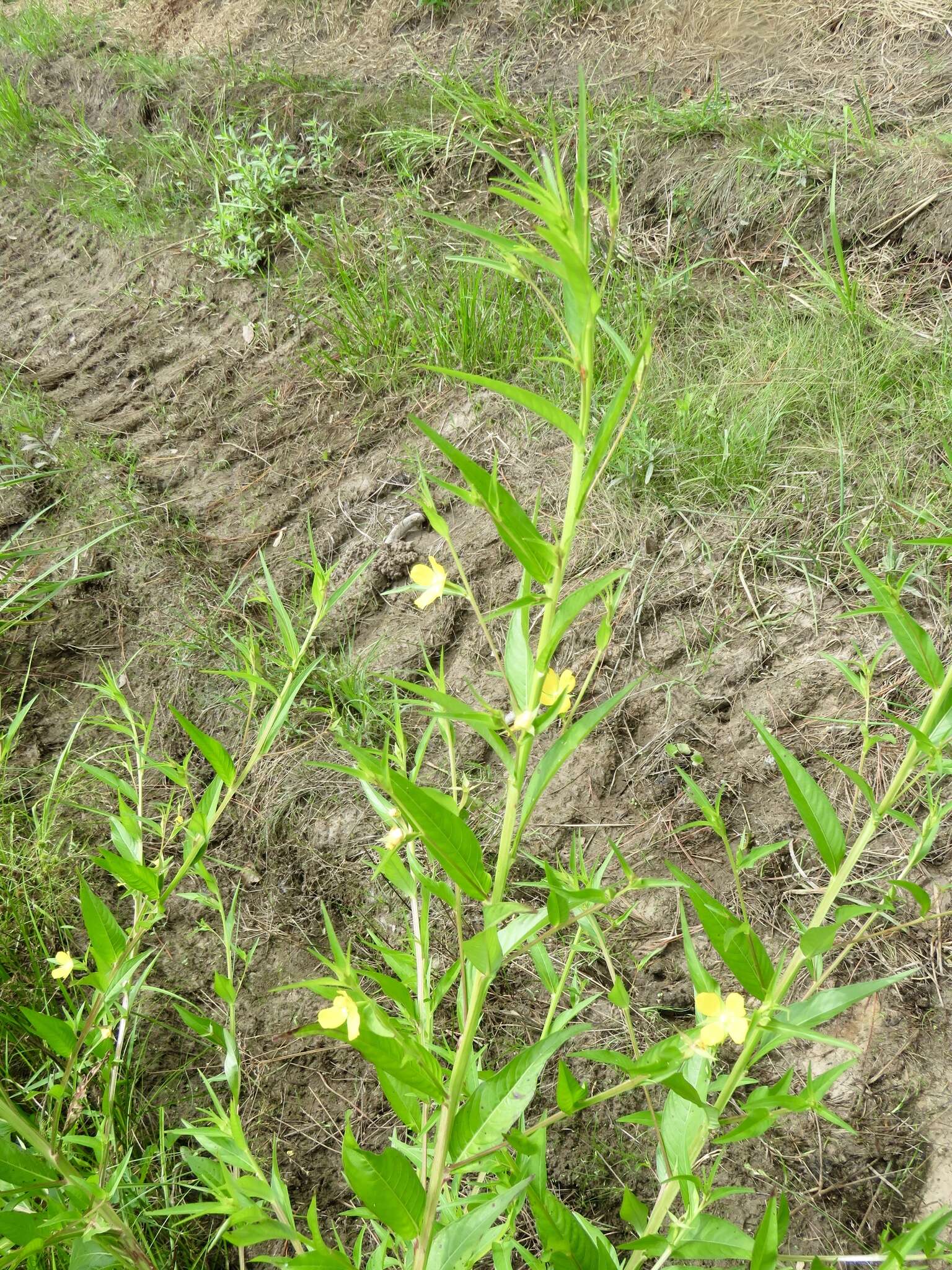 Image of wingleaf primrose-willow