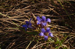 Image de Gentiana puberulenta J. S. Pringle