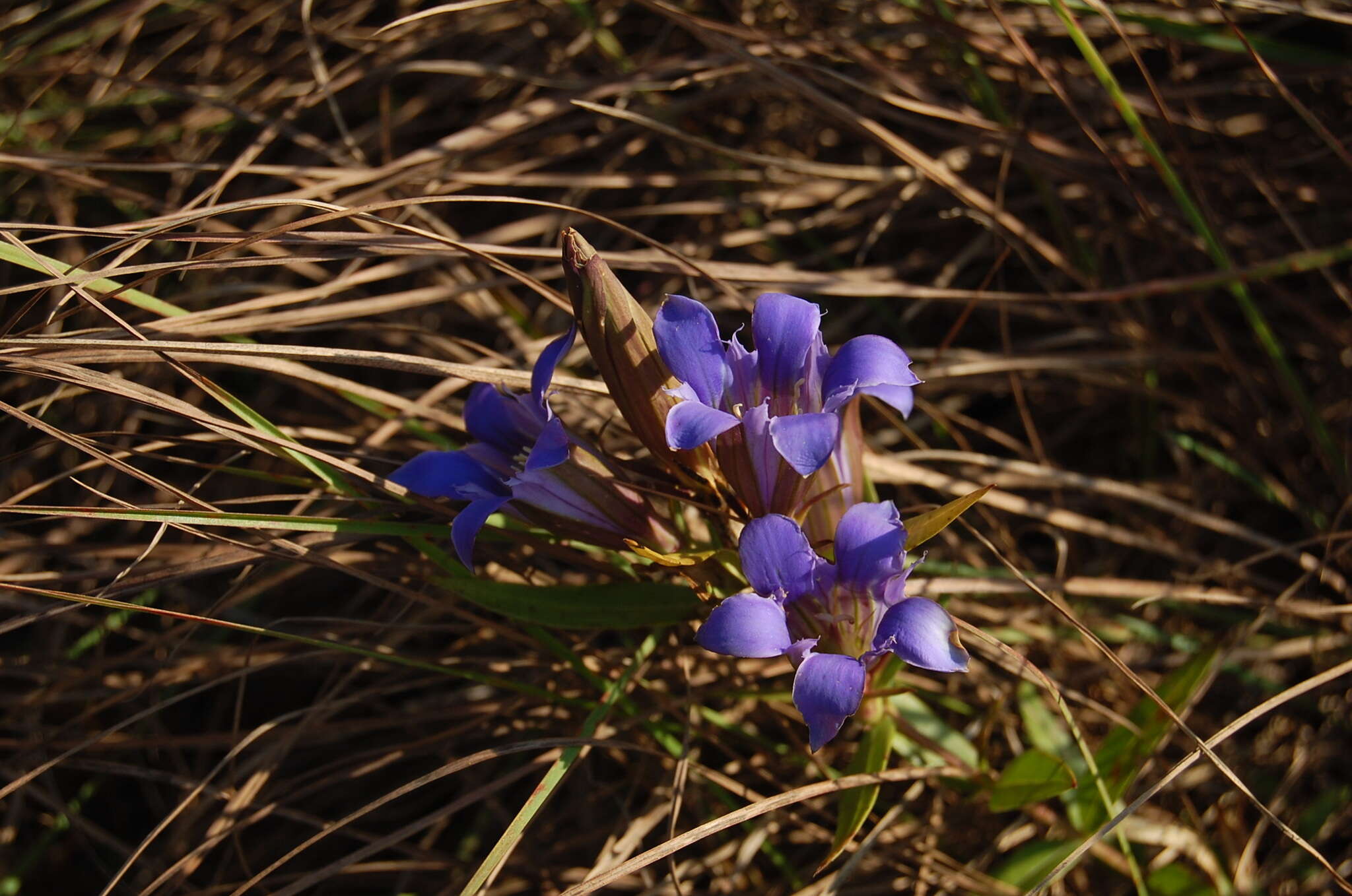 Image de Gentiana puberulenta J. S. Pringle