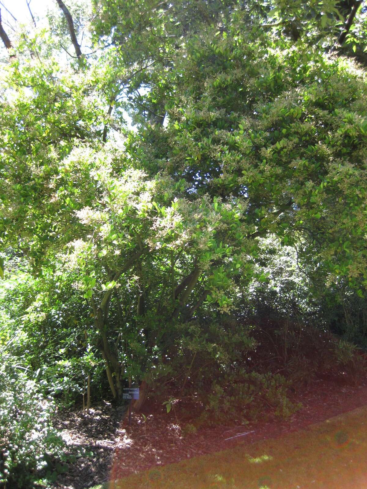 Image of Japanese privet