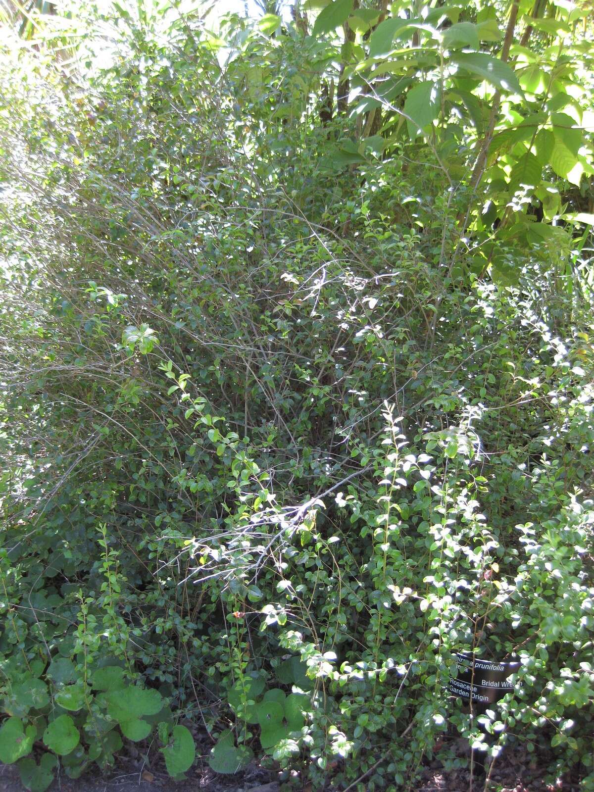 صورة Spiraea prunifolia Sieb. & Zucc.