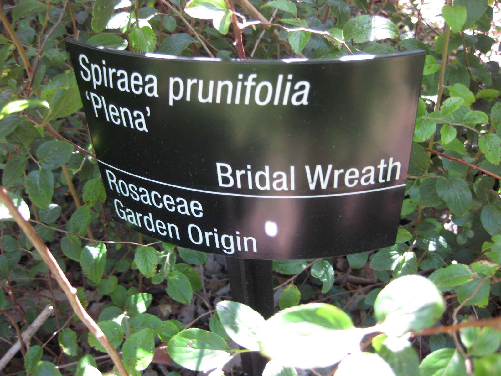 صورة Spiraea prunifolia Sieb. & Zucc.