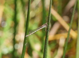 Image de Austrolestes psyche (Hagen ex Selys 1862)