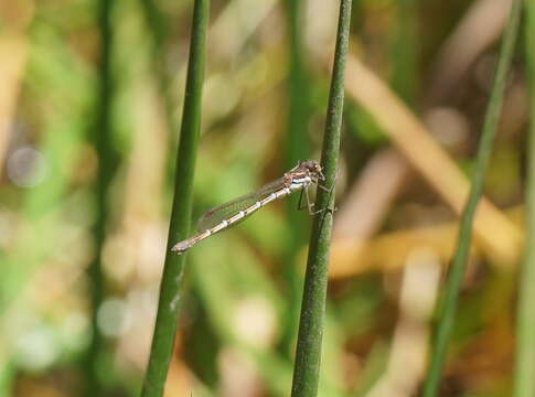 Imagem de Austrolestes psyche (Hagen ex Selys 1862)