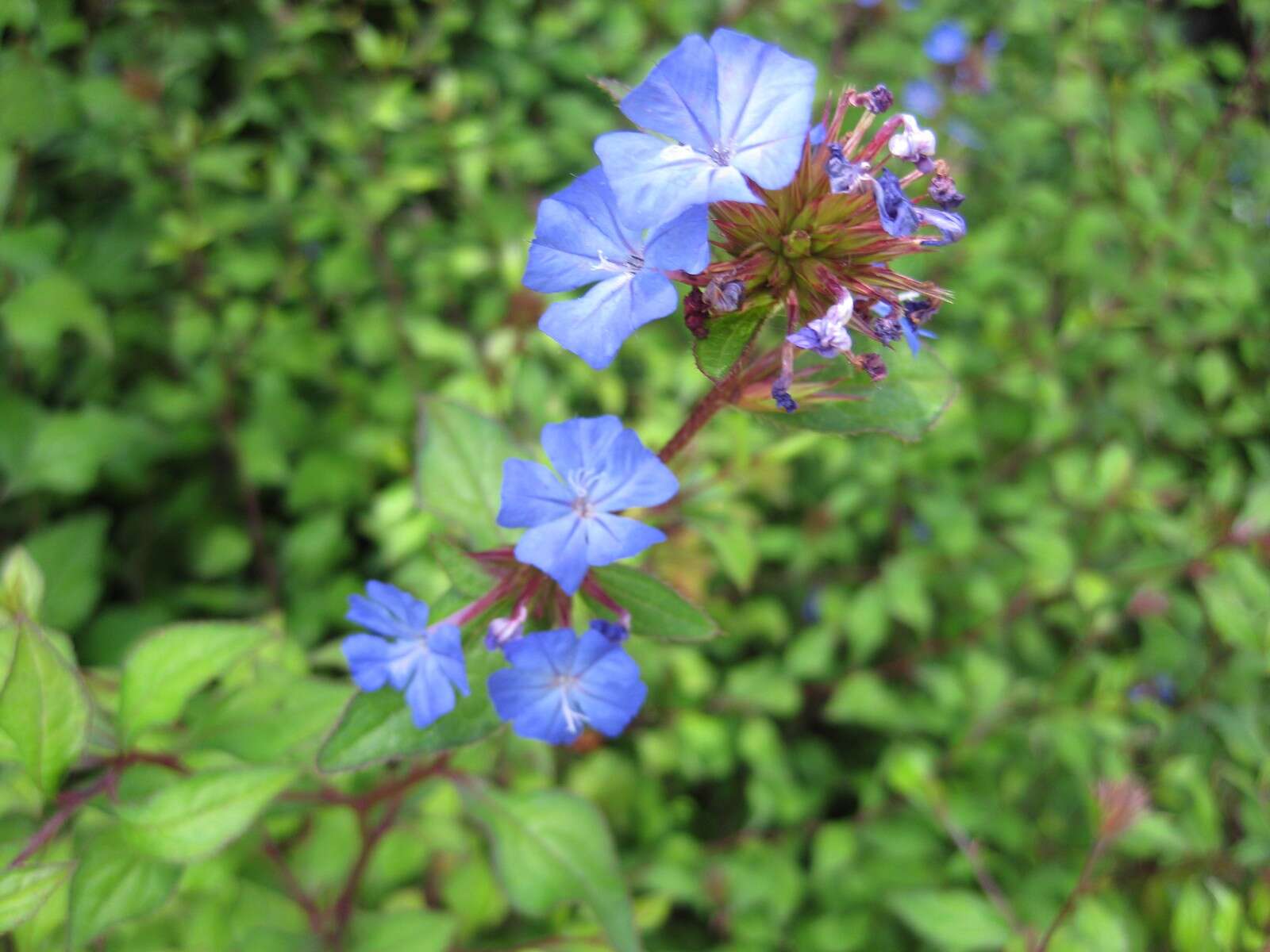 Image of Leadwort