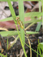 Image of Spectacled Skimmer