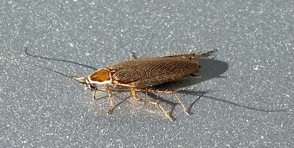 Image of Wood cockroach