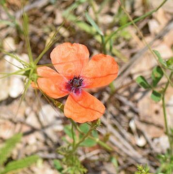 Image of Papaver apulum Ten.